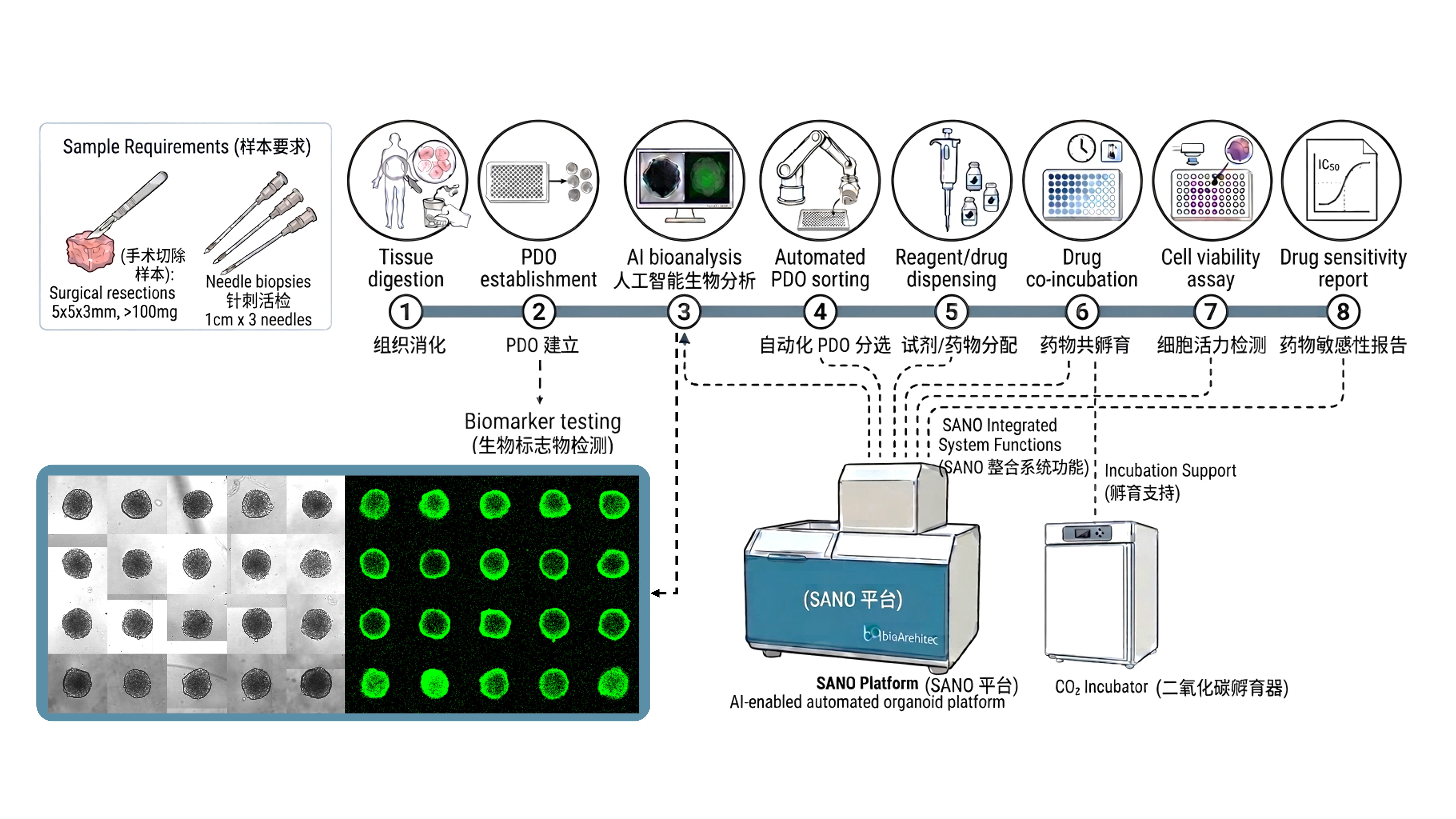 SANO Automated Experiment Workflow SOP